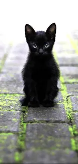 Black kitten sitting on a mossy stone pathway.