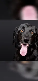 Black Labrador dog with tongue out, phone wallpaper.