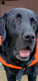 Black Labrador wearing an orange life vest.