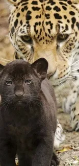 Black panther cub with a jaguar in the background mobile wallpaper.