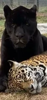 Black panther and leopard resting together in a tranquil natural setting.