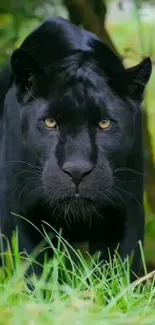 Black panther prowling in green forest.