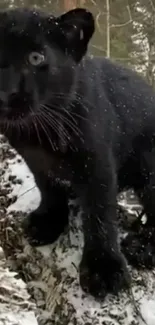 Black panther standing on a log in snowy forest.