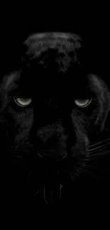 A striking black panther face on a dark background wallpaper.