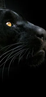 Black panther with captivating gaze on dark background.