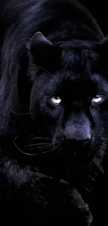 Black panther with intense gaze in a dark background wallpaper.