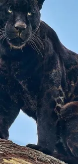 Majestic black panther on a log with a blue sky background.