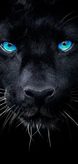 Black panther with blue eyes mobile wallpaper.