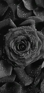 Elegant black rose with dewdrops on petals in monochrome wallpaper.