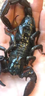 Close-up of a black scorpion resting on a human hand.