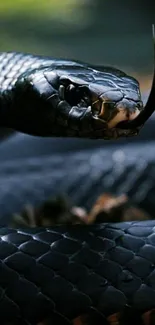 Close-up of a black snake with detailed scales and focused eyes.