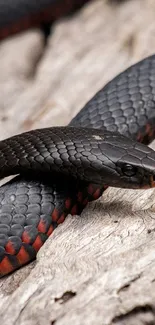 Black and red snake resting on textured wood in a mobile wallpaper.