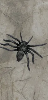 Dark spider on a textured stone background for mobile wallpaper.