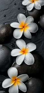 White flowers on black stones with water droplets.