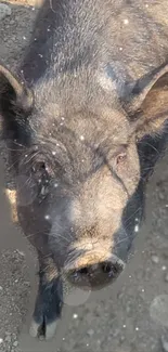 Close-up of a black wild boar in natural setting, ideal for mobile wallpaper.