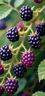 Ripe blackberries hanging from a branch with green leaves.