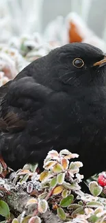 Blackbird sitting on frosty branches with berries.