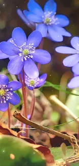 Purple flowers blossoming in forest setting