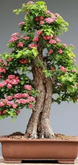 Blooming bonsai tree with pink flowers and green leaves in a pot.