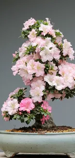 Blooming bonsai tree with pink flowers on gray background.