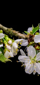 Blooming white blossoms on a branch against a black background.