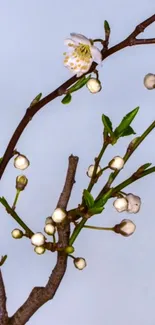 Aesthetic spring branch with white blossom against blue sky.