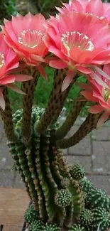 Blooming cactus flowers with lush green stems.