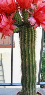 Vibrant cactus with red flowers in a pot.