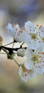 Cherry blossoms in full bloom with delicate white petals.