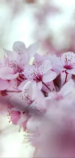 Blooming pink cherry blossoms mobile wallpaper with soft, elegant petals.