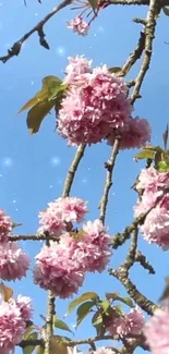 Cherry blossoms with blue sky background, perfect for mobile wallpaper.