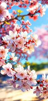 Cherry blossom branches in vibrant bloom.