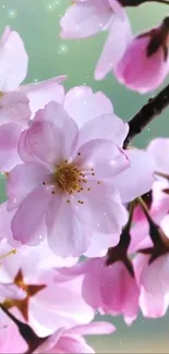 Mobile wallpaper of pink cherry blossoms in full bloom with a serene backdrop.