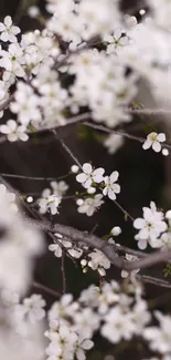 Mobile wallpaper with blooming white cherry blossoms on branches.