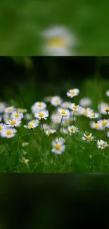 Close-up of daisies in a vibrant green field, ideal for nature-themed mobile wallpaper.