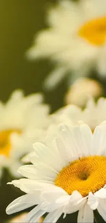 Blooming daisies with yellow centers and white petals on a green background.