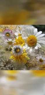 Vibrant mobile wallpaper with blooming daisies and yellow petals.