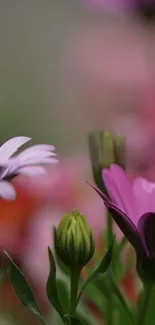 Vibrant pink and purple flowers in a serene nature setting.