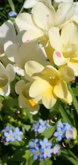 White and yellow flowers with pink accents in a garden setting.