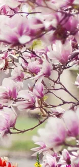 Blooming magnolia flowers with pink and white hues.