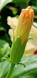 Close-up of a budding orange flower surrounded by lush green leaves.