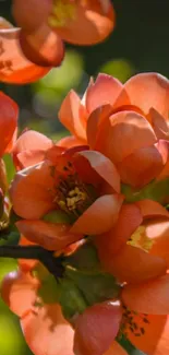 Orange flowers in full bloom with green leaves in the background.