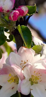 Blooming pink apple blossoms on a tree under a clear blue sky.