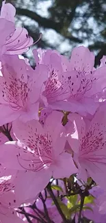 Close-up of blooming pink azalea flowers in natural light.