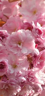 Mobile wallpaper of blooming pink cherry blossoms against a natural backdrop.