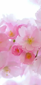 Beautiful pink cherry blossom mobile phone wallpaper.