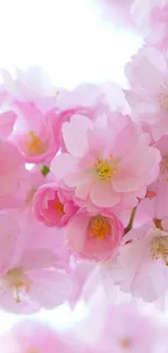 Beautiful blooming pink cherry blossoms wallpaper.