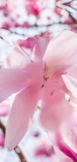 Close-up of pink flower petals with blurred background.