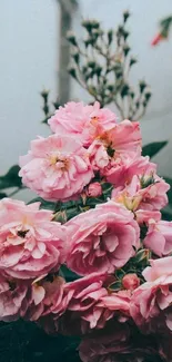 Pink roses in full bloom with green leaves, creating an elegant nature wallpaper.