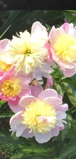 Pink and white peonies with green leaves in a vibrant garden setting.